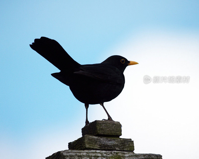 黑鸟 （图尔杜斯 · 梅鲁拉） 剪影